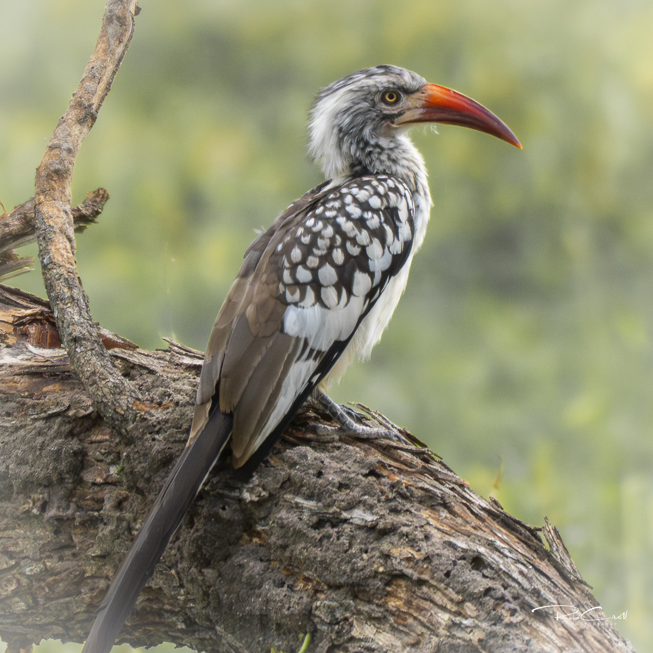 Red-billed Hornbill